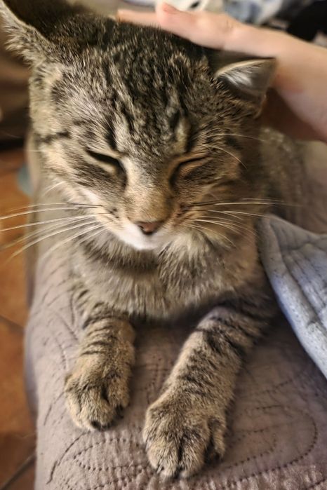 Kotka ok.5.5 miesiąca szuka kochającego domku.