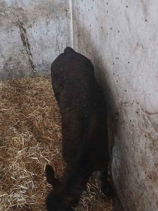 Sprzedam cieliczke limusine