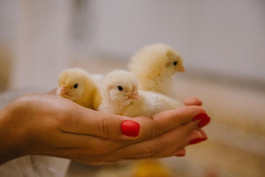 Півники Ломан Браун петушки циплята курчата опт роздріб