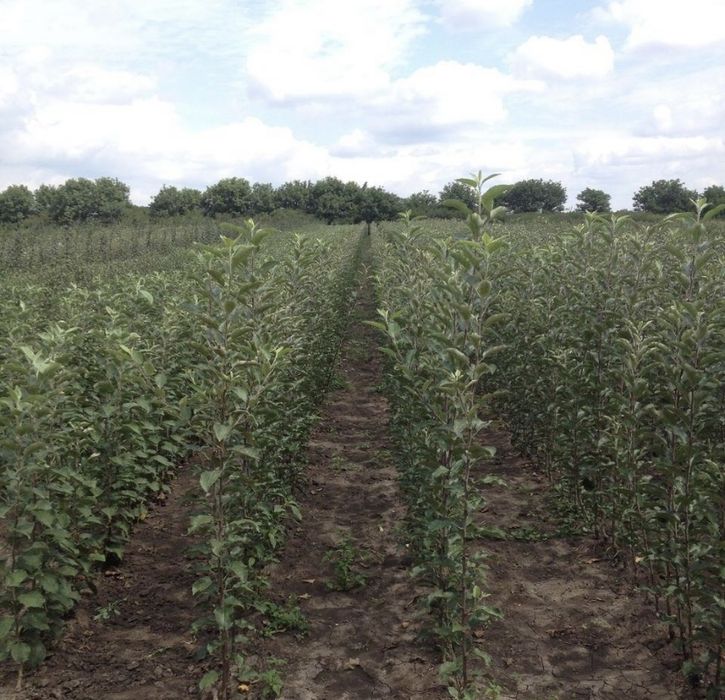 Саджанці яблуні / Саженцы яблони на сад/ Опт