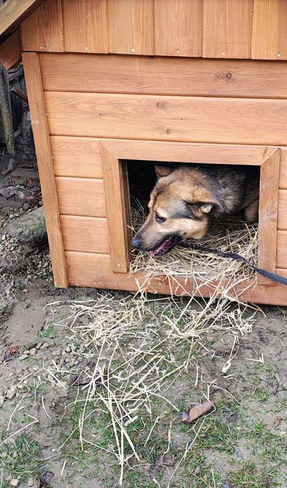 Szarik do adopcji na cito