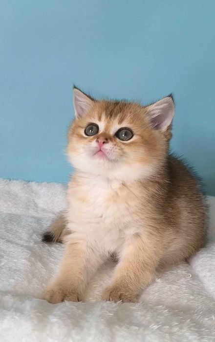 Клубний хлопчик, 2 місяці