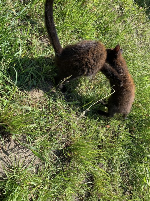 Віддам кошенят в хороші руки