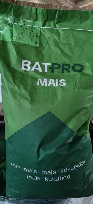 Kukurydza Mlekosil  FAO 240 - miks dwóch odmian. Kiszonka biogaz. Bat Agrar