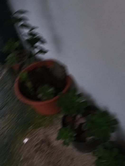 Catos de várias qualidades e vários preço