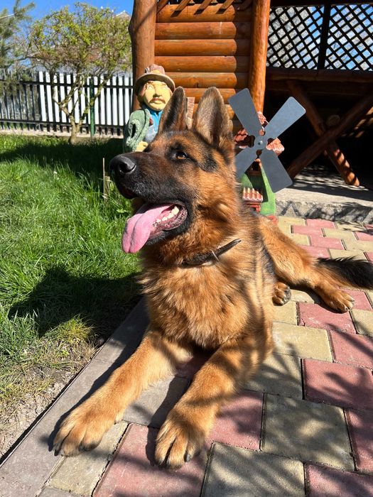 Німецька вівчарка -вязка