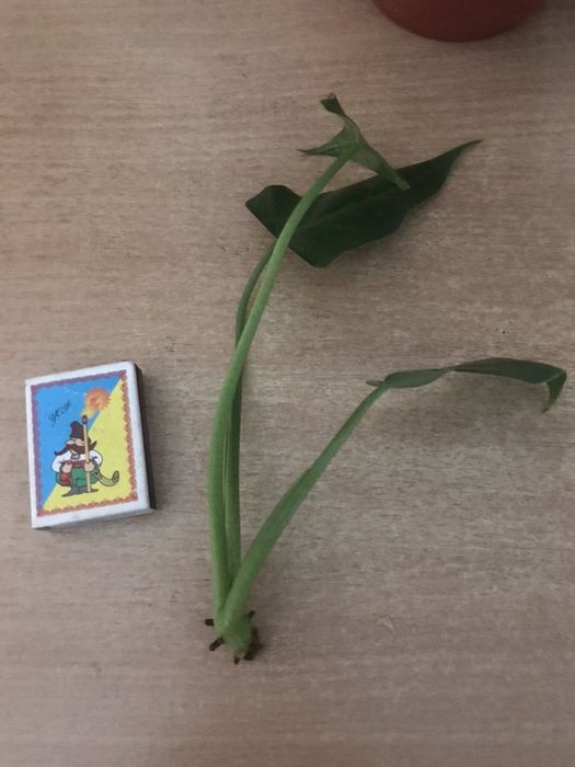 Филодендрон резной, малай голд