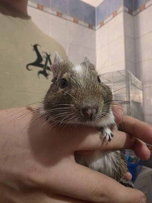 Koszatniczki plus klatka