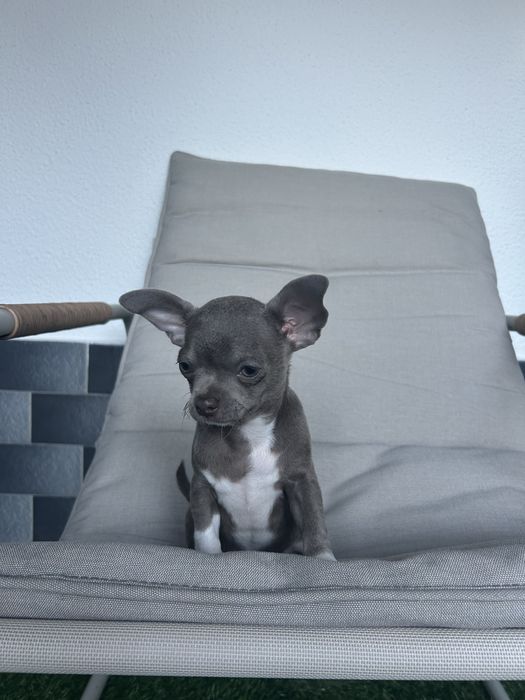 Menino LiLac e Branco Pelo Curto