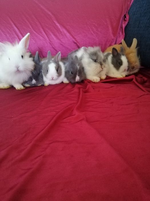 Króliczek karzełek Teddy, Lewek, Mini Lop