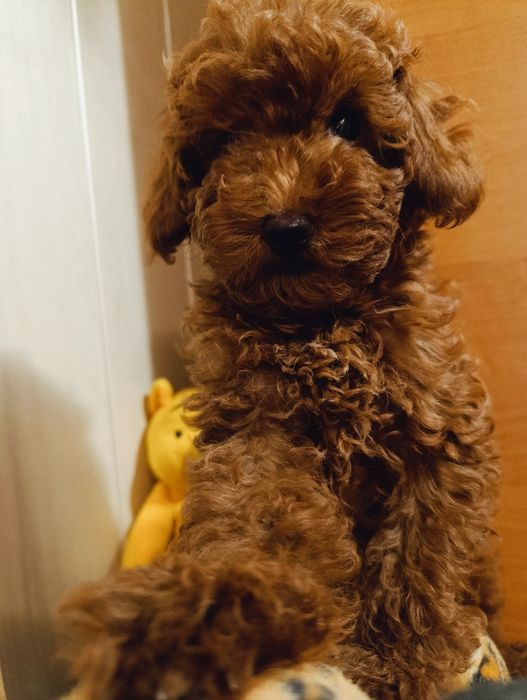 Той Пудель дівчинка Ред Браун