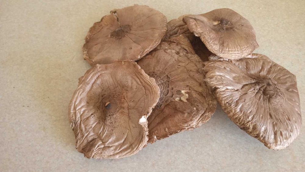 Зонтики сушені смачні