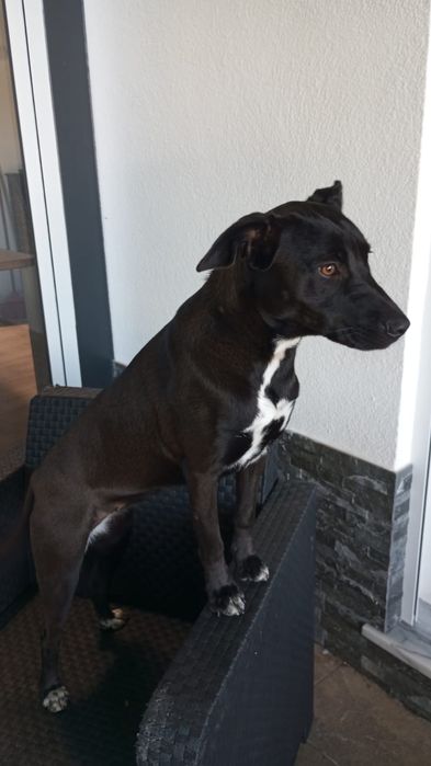 Ofereço casal de cães irmãos