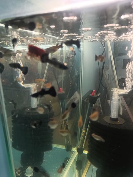 Gubiki moskiewskie czarne i niebieskie