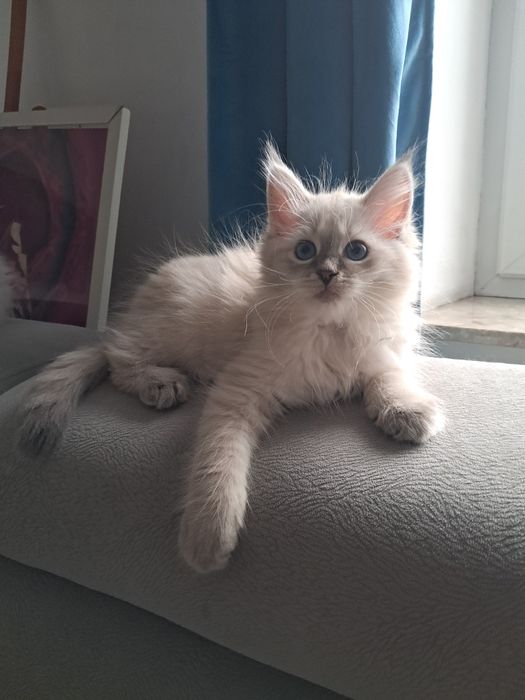 Kocurek o cudownym charakterze syberyjski neva masquerade