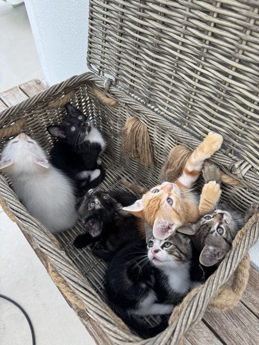 Gatinhos para Adoção