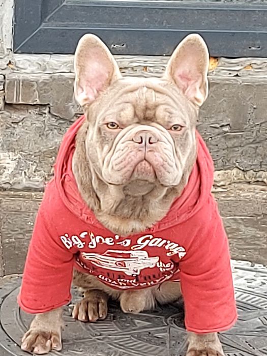 Вязка французский бульдог изабела