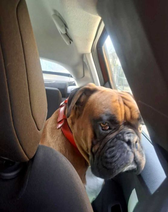 Wspaniały pies bokser Ares szuka dobrego domu ADOPCJA