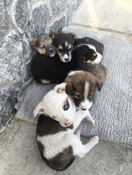 Віддам собачок Гайсин