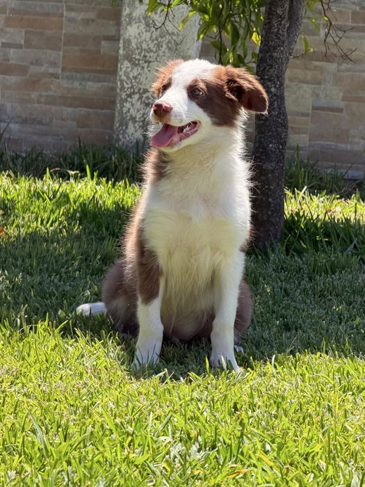 Excelente menino border collie macho