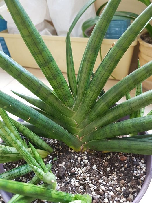 Распродаю Сансевиерии боб роял фан бонселенсис цилиндрика