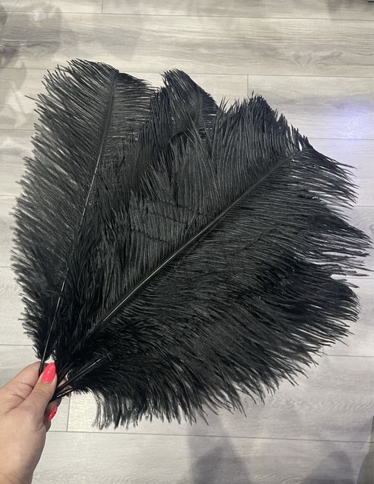 Czarne strusie pióra