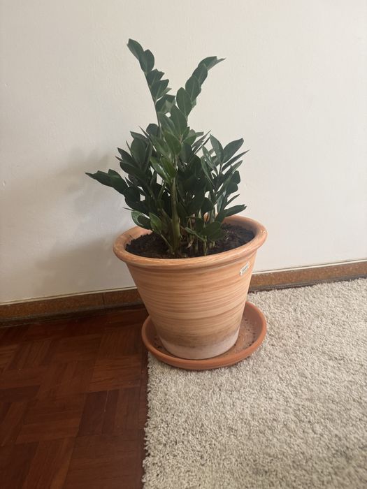 Planta e vaso de barro