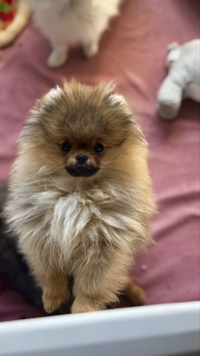 Szpic miniaturowy pomeranian FCi