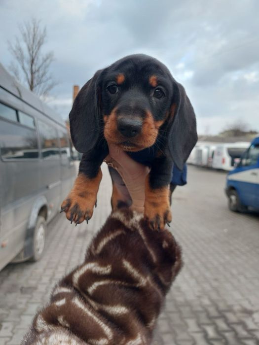 Класна дитинка такси з хорошою генетикою