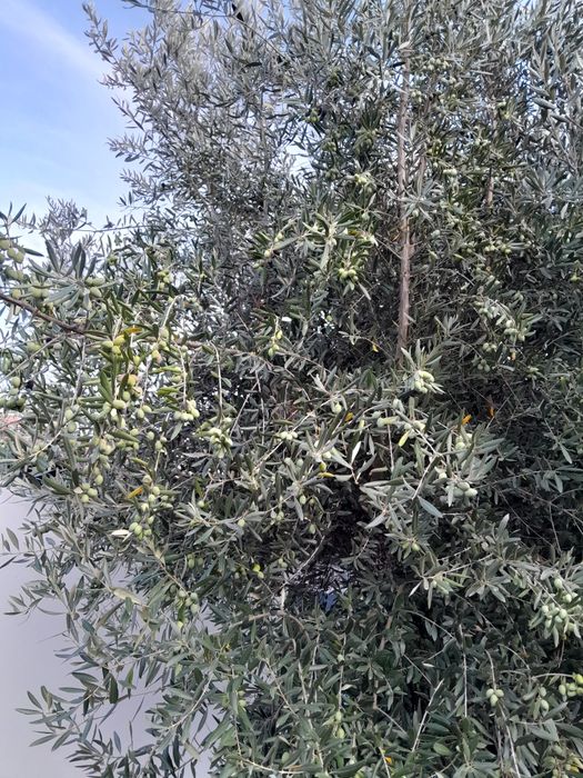 Oliveiras grandes e fortes