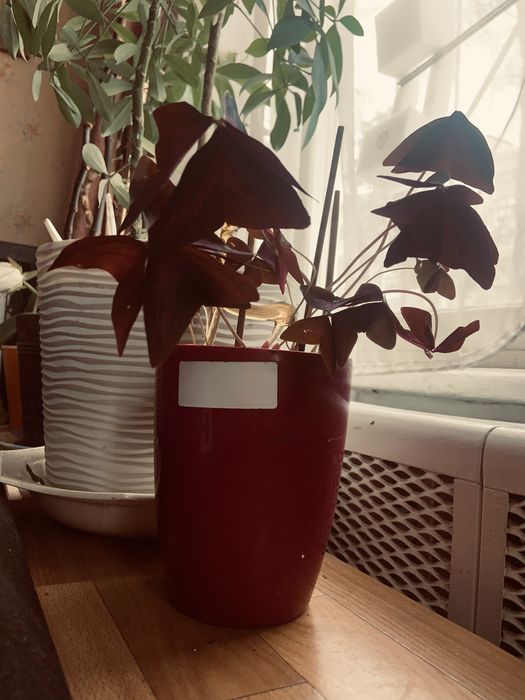 Царапка для котенка