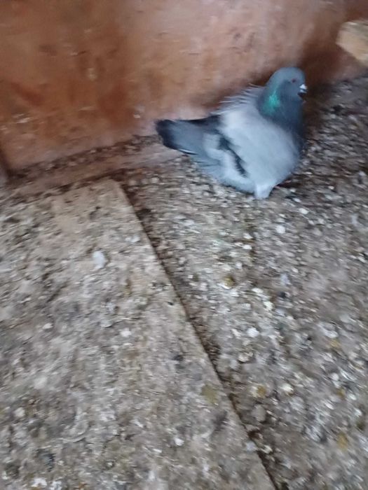 Sprzedam gołębie mondainy