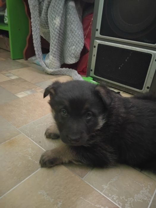 Отдам щенка  овчарка