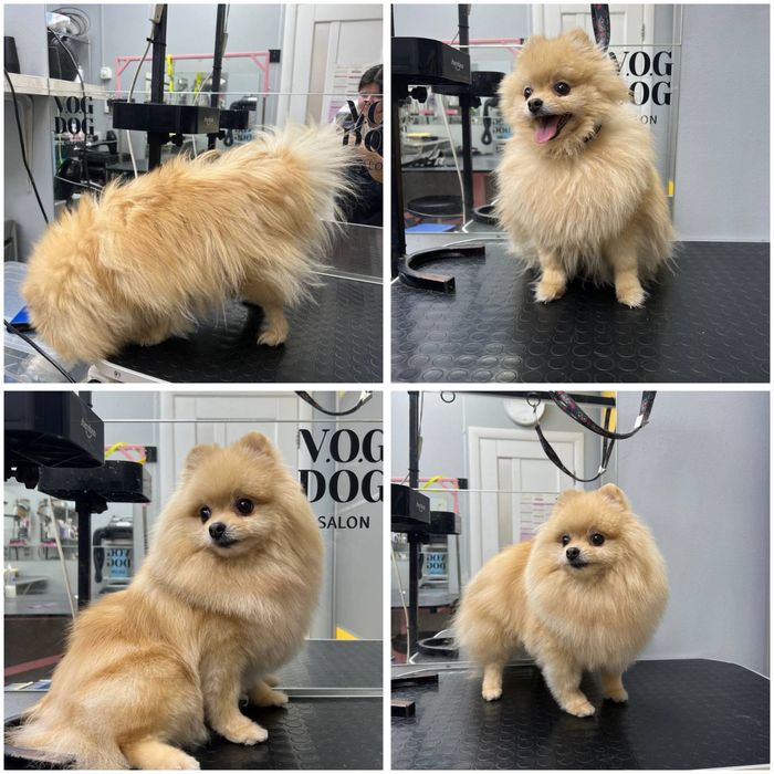 Грумер початківець шукаю моделей для стрижки