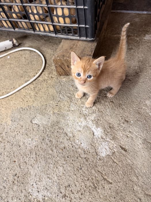 Gatinhos para dar