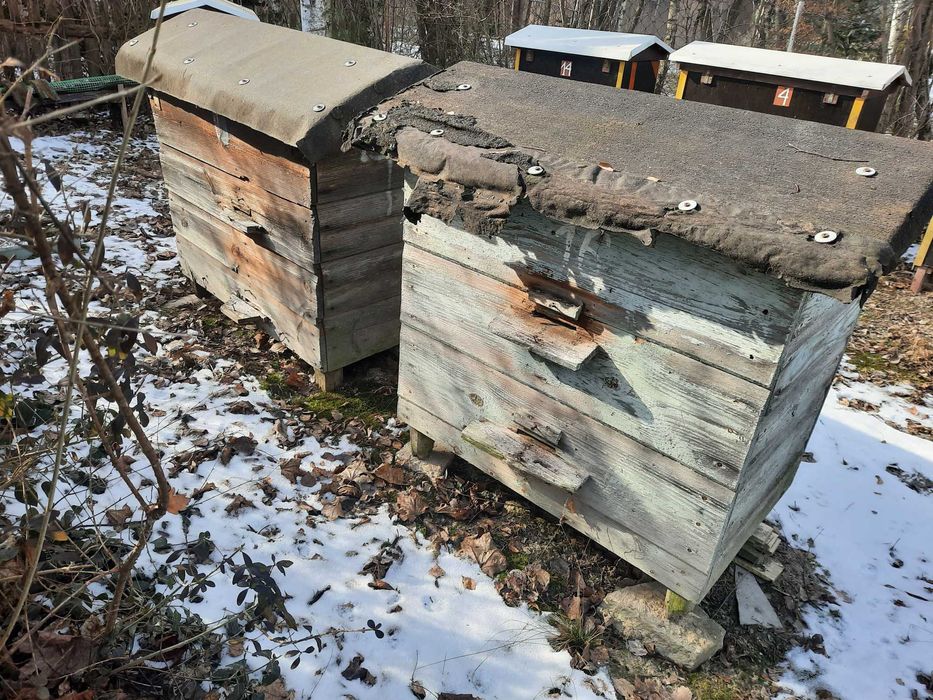 Ule pszczele warszawskie zwykłe