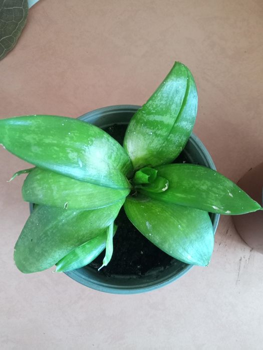 Sanseweria język teściowej wężownica