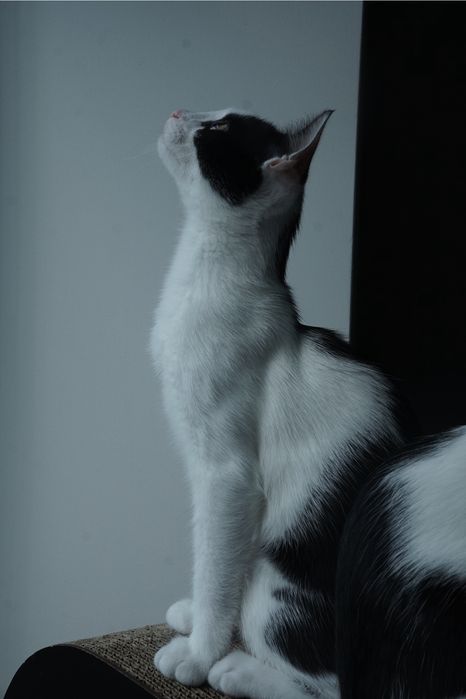 Котика в хороші руки