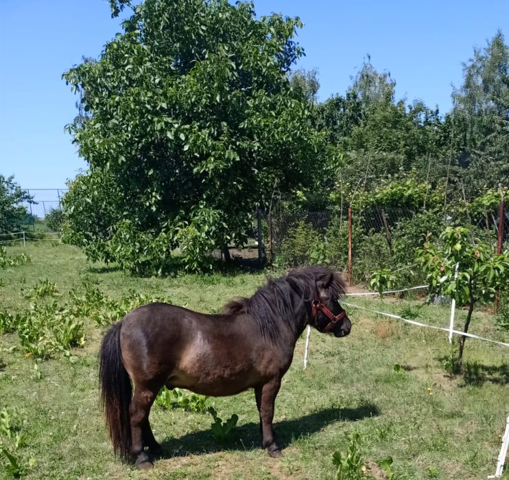 Kuc rasy szetland