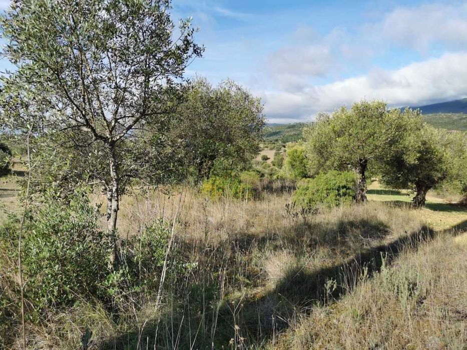 Terreno em Pedrogão 50 centimos o m2