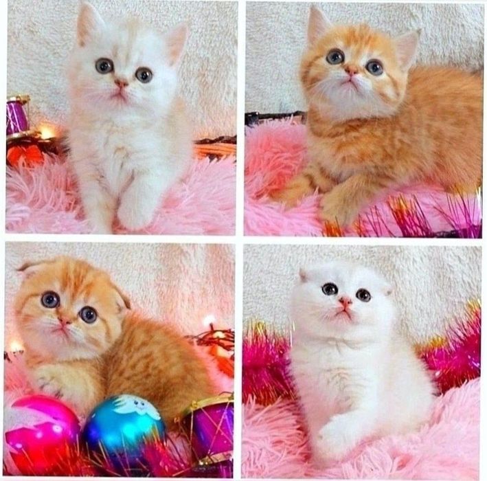 Золоті і срібні шиншили кошенята,, кругленькі щічки