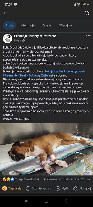Znaleziono boksera - wyleczono - teraz szuka domu