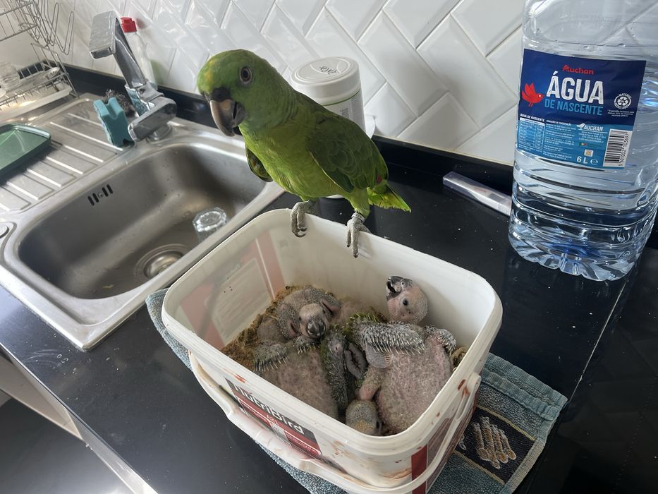 Papagaio amazona Aestiva aestiva