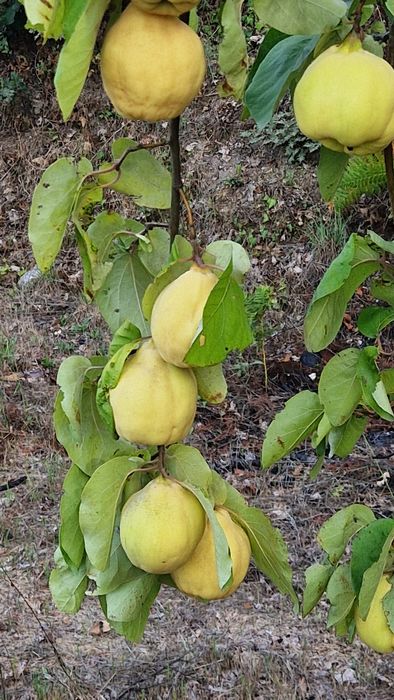 Marmelos  Gamboa