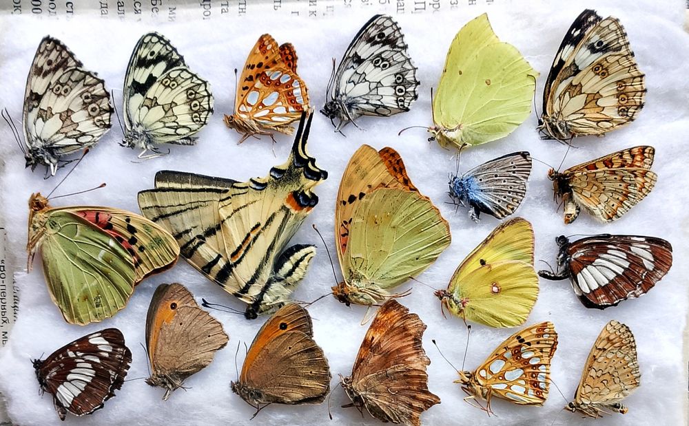 Бабочки для коллекции