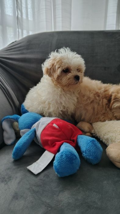Maltipoo śliczna suczka Warszawa pudel maltańczyk