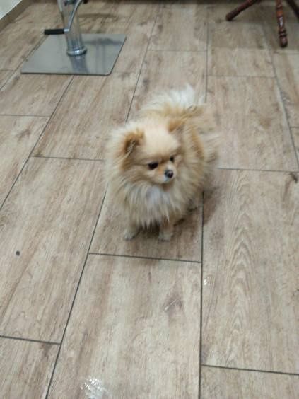 Szpic pomeranian
