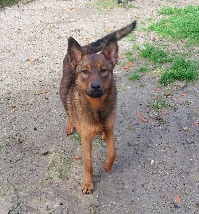 Nina, cadelinha com 8 meses para adoção responsável