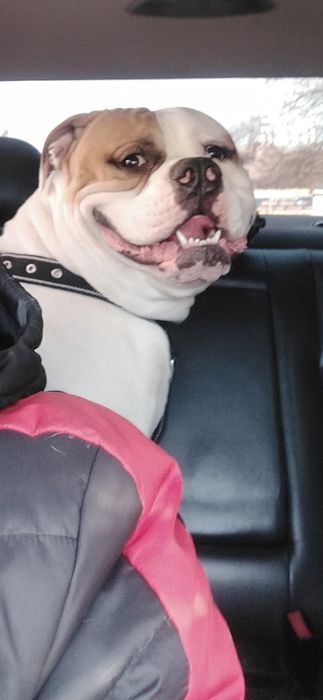 Американський Бульдог