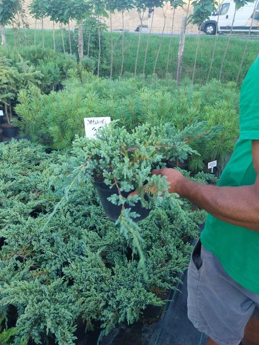 Jałowiec płożący duży dostawa gratis